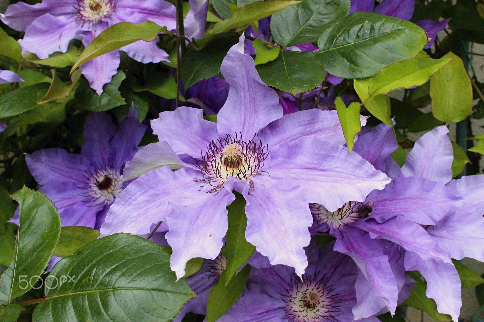 Canon EOS 600D (Rebel EOS T3i / EOS Kiss X5) + Canon EF 135mm F2.8 SF sample photo. Flowers in garden. photography