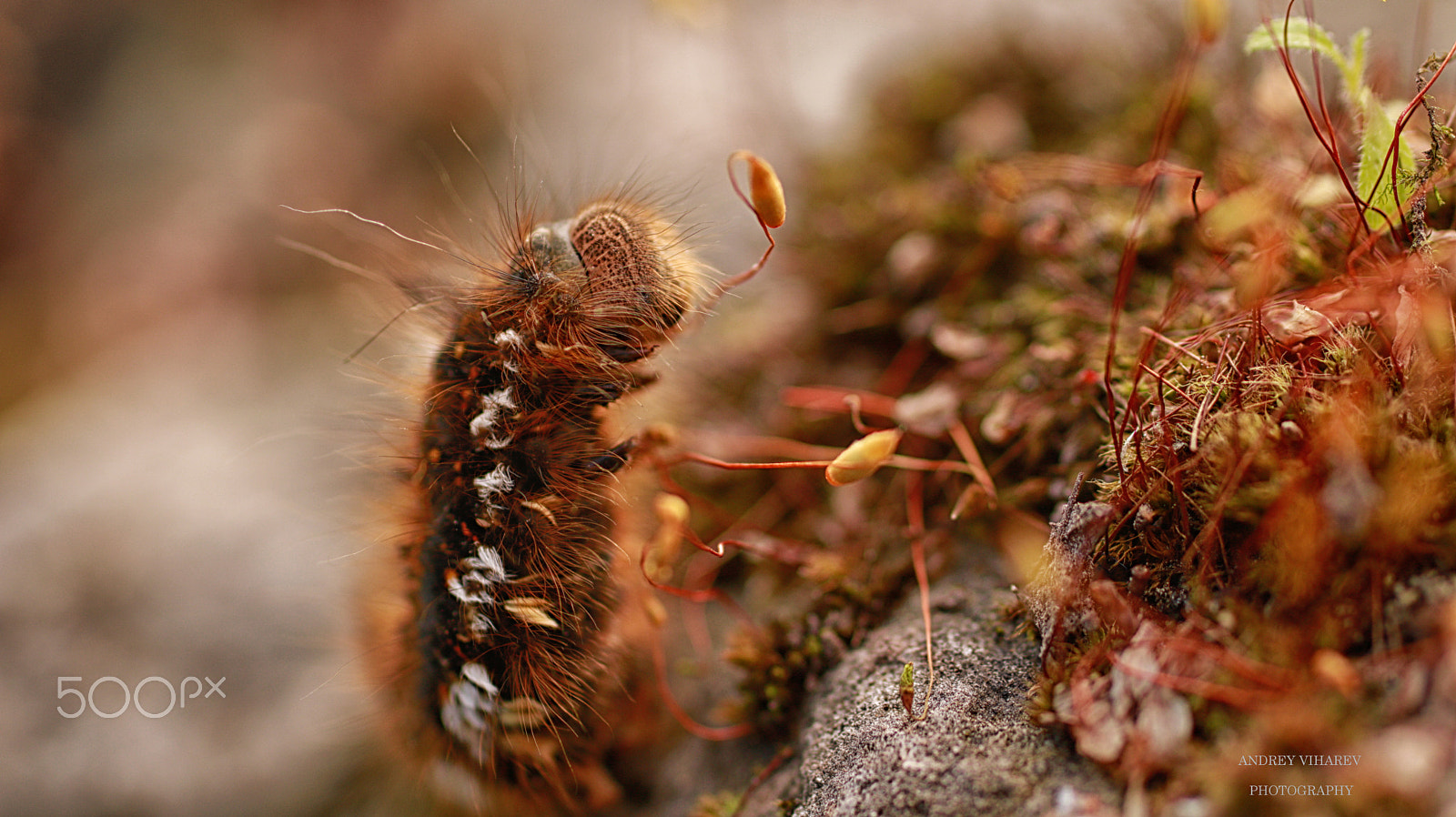 Sigma 50mm F1.4 EX DG HSM sample photo. Caterpillar photography