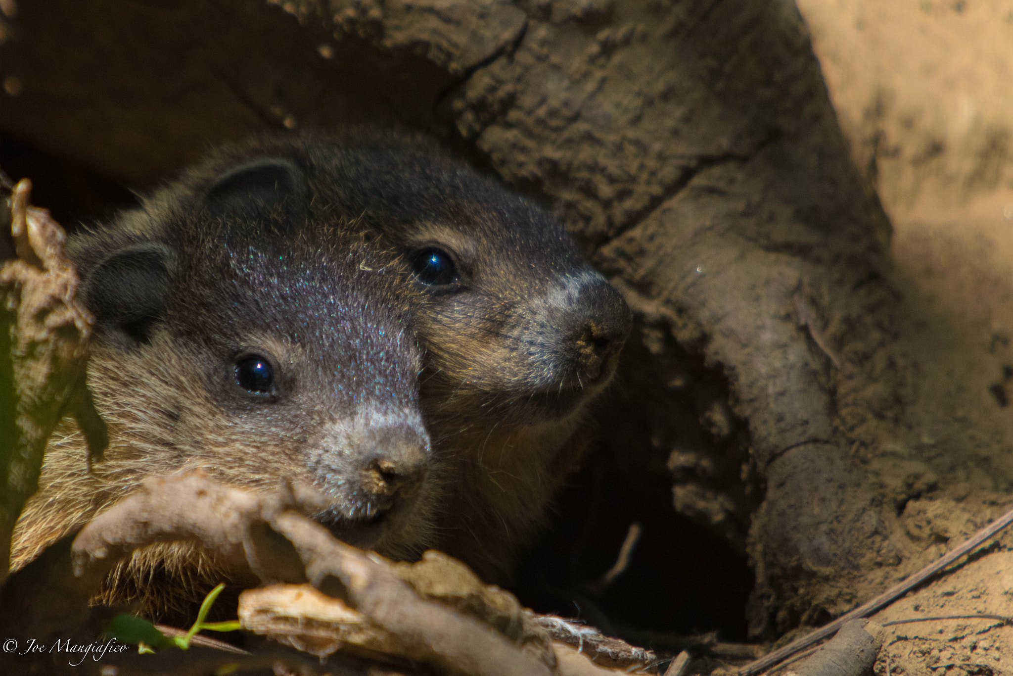 Canon EF 70-200mm F2.8L USM sample photo. Can we come out to play? photography