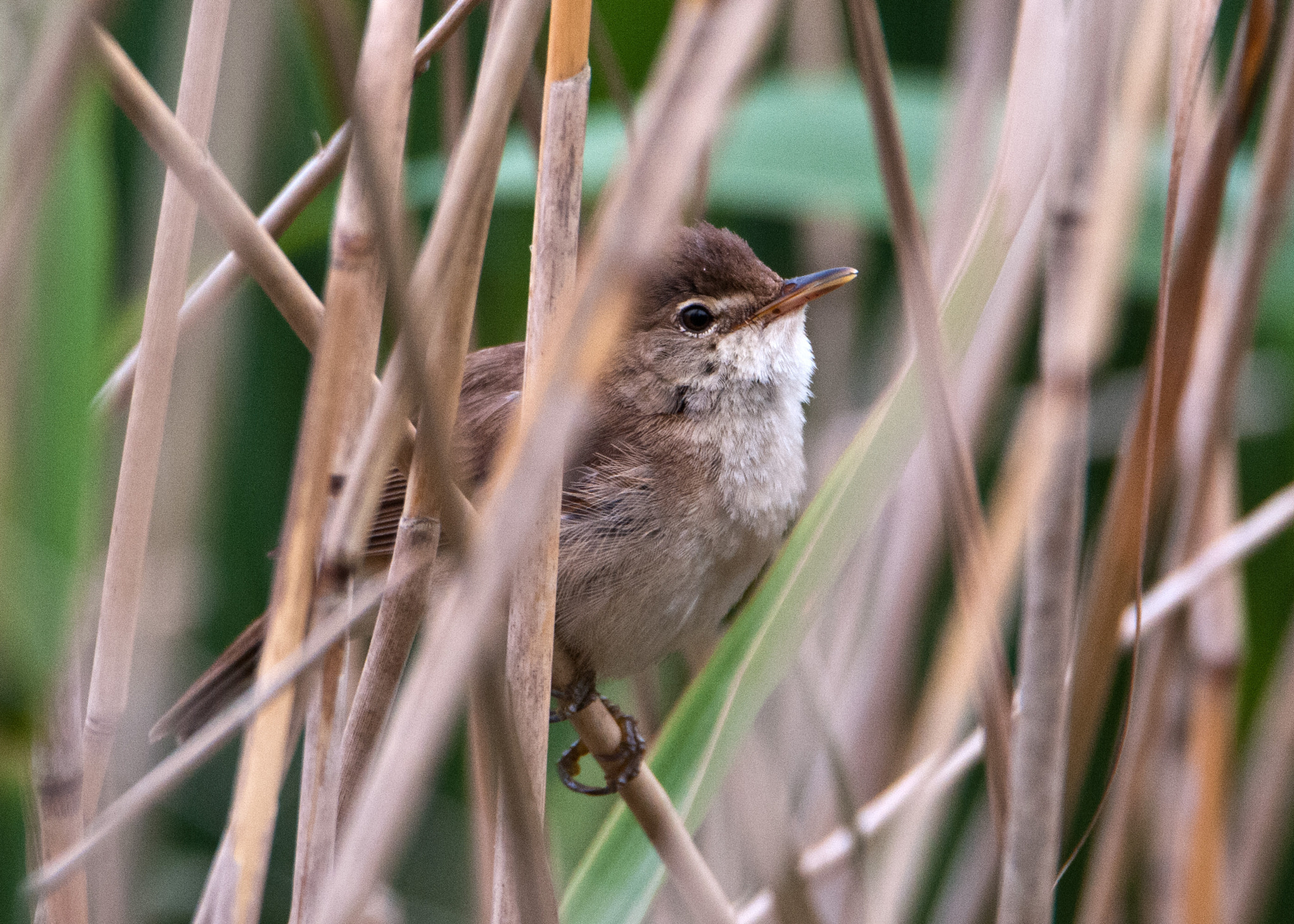 Nikon D300S sample photo. Reed warbler photography