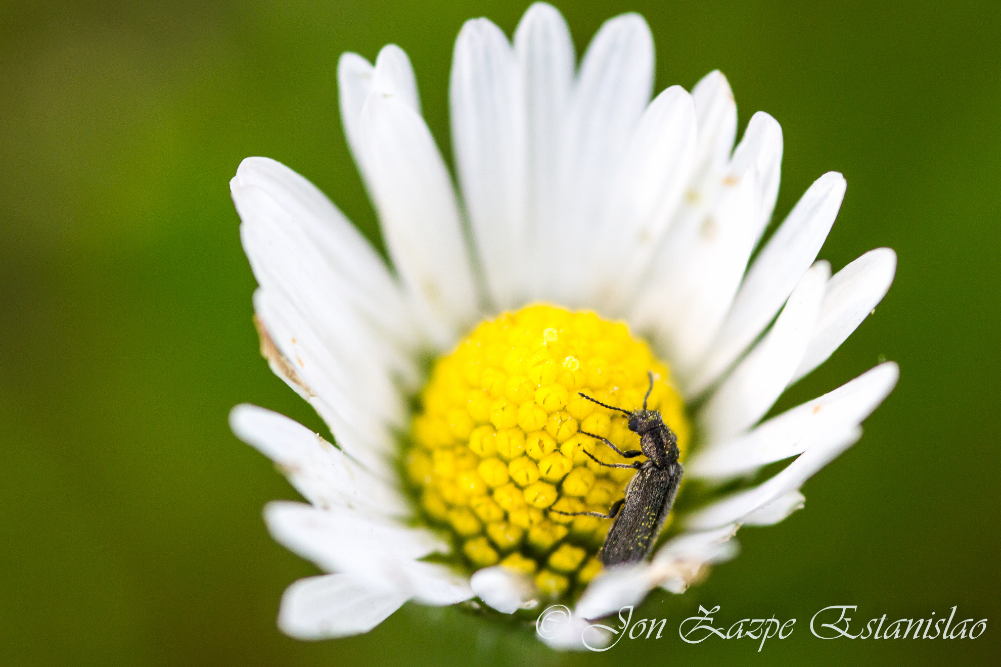 Canon EOS 7D + Sigma 105mm F2.8 EX DG Macro sample photo. Spring love photography