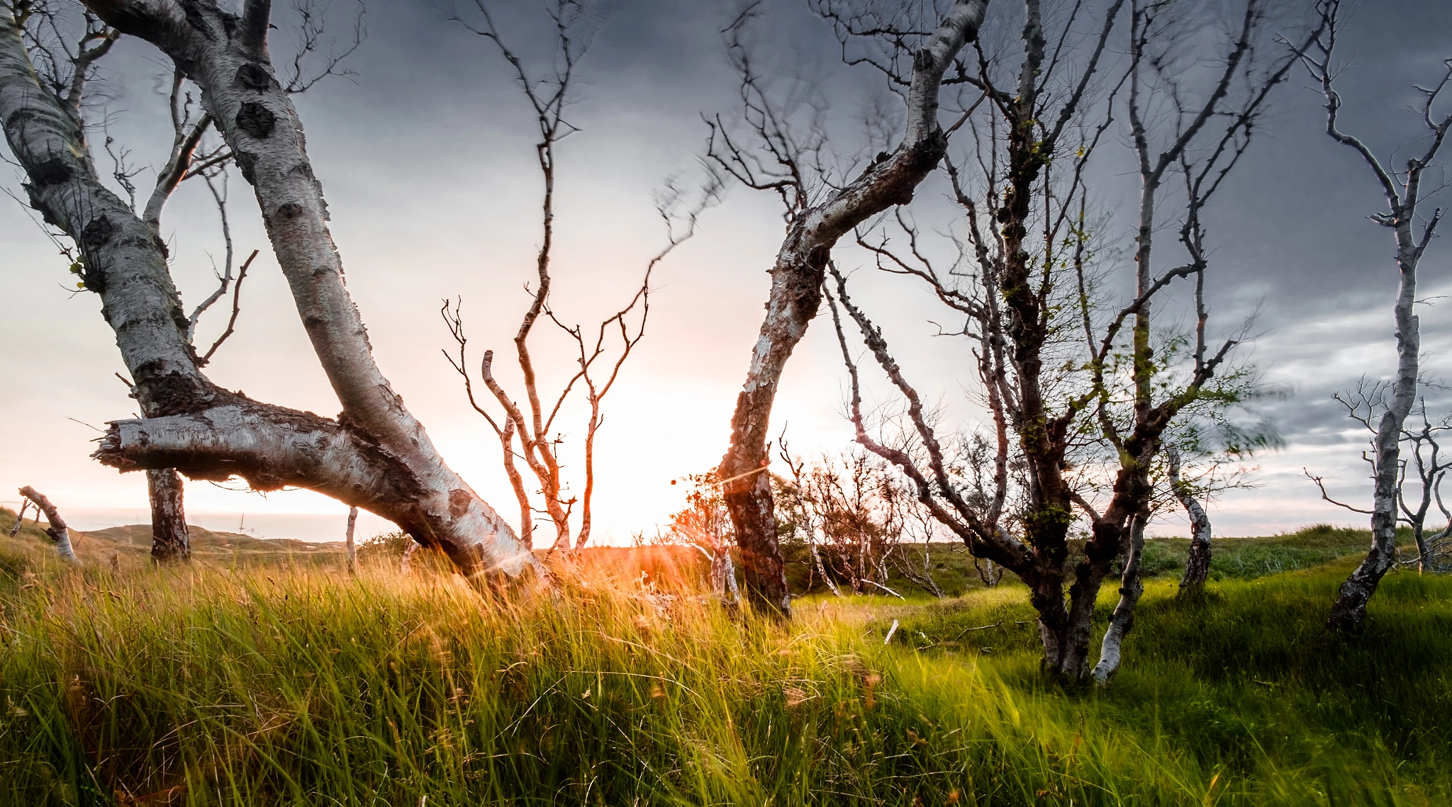 Fujifilm X-T10 + ZEISS Touit 12mm F2.8 sample photo. Transversely grown trees photography