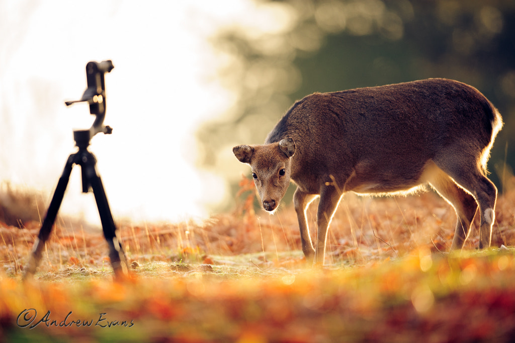 Nikon AF-S Nikkor 400mm F2.8G ED VR II sample photo. Hmm, what is this!? photography