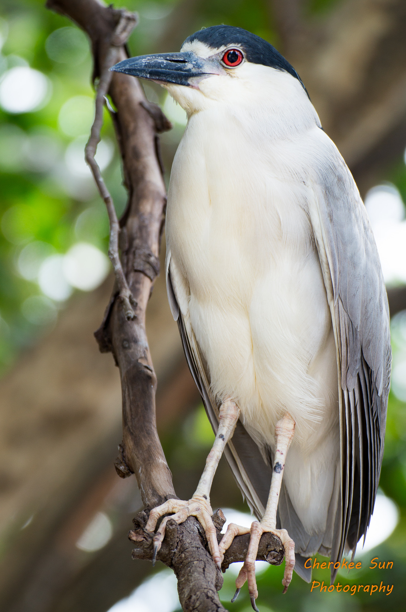 Tamron SP 70-300mm F4-5.6 Di USD sample photo. Black-crested night heron perched in a tree photography
