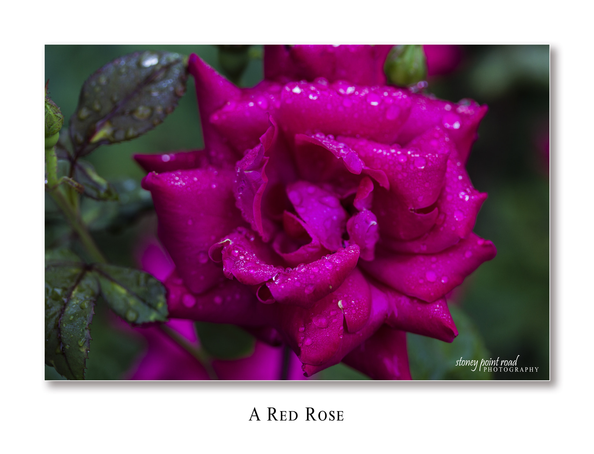 Canon EF-S 60mm F2.8 Macro USM sample photo. A red rose photography