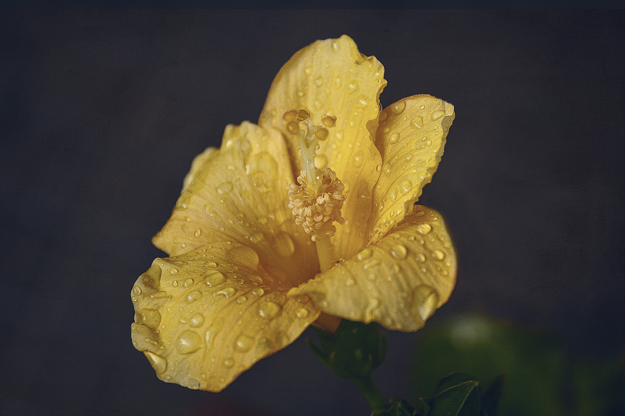 Canon EF 24-70mm F4L IS USM sample photo. Yellow rain drops photography