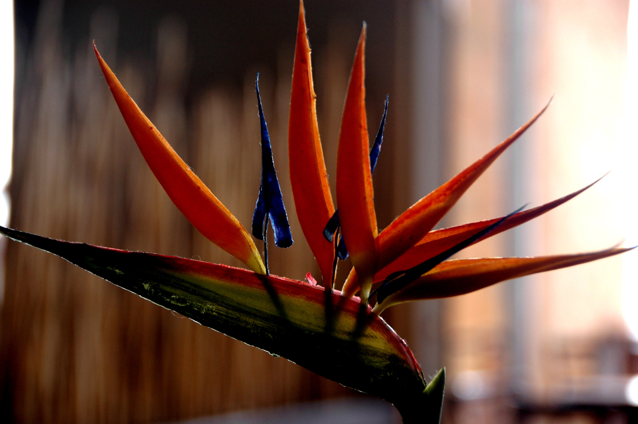 Nikon D70s sample photo. Paradise flower photography