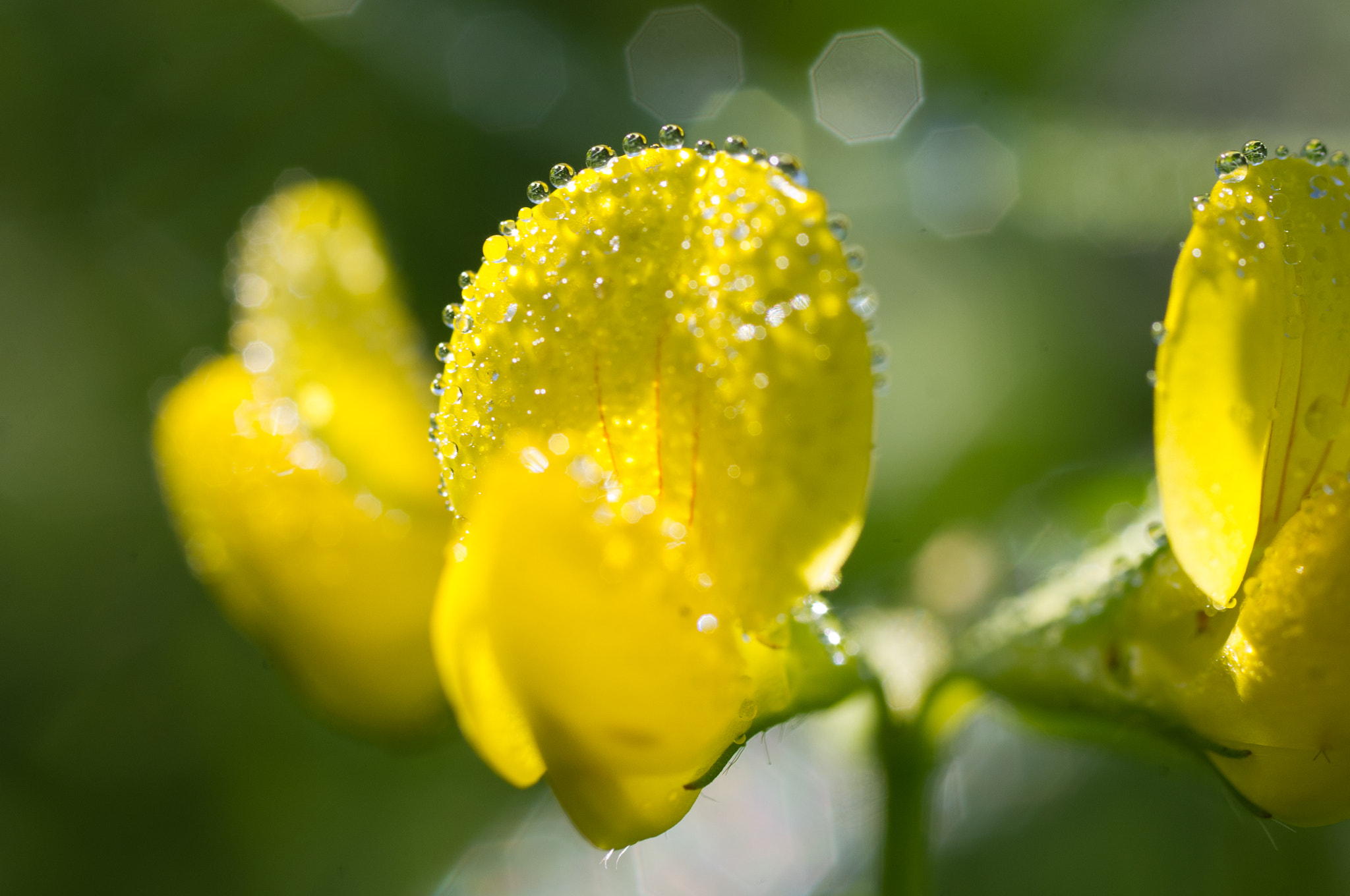 Pentax K-x + Pentax smc D-FA 50mm F2.8 Macro sample photo. Pearls of dew photography