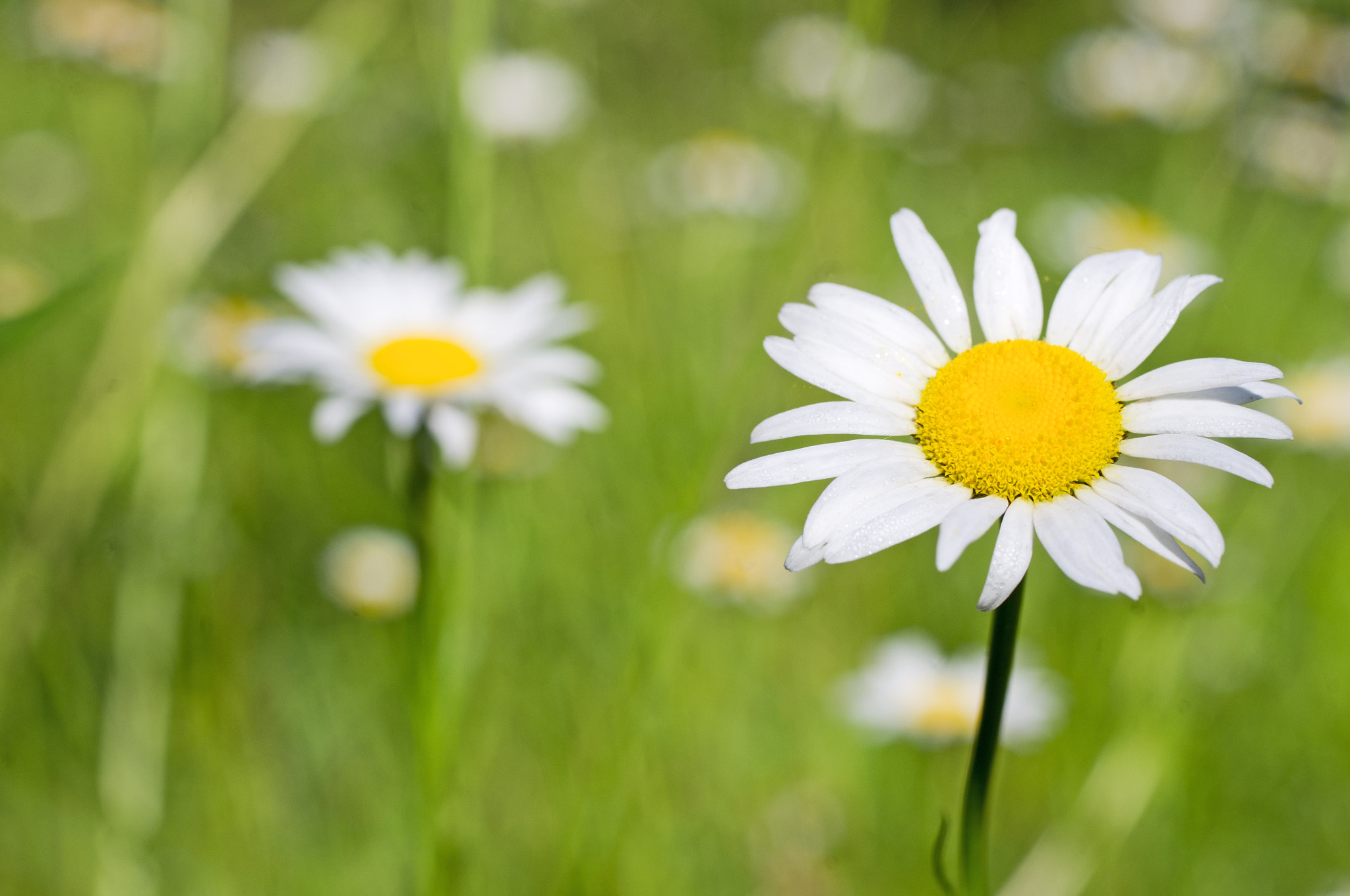 Pentax K-x sample photo. A glade of daisies photography
