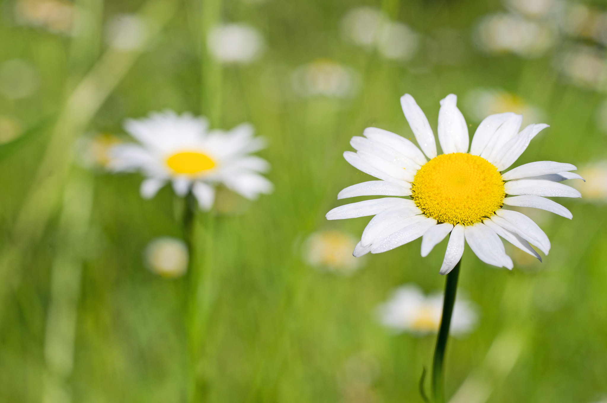 Pentax K-x + Pentax smc D-FA 50mm F2.8 Macro sample photo. A glade of daisies photography