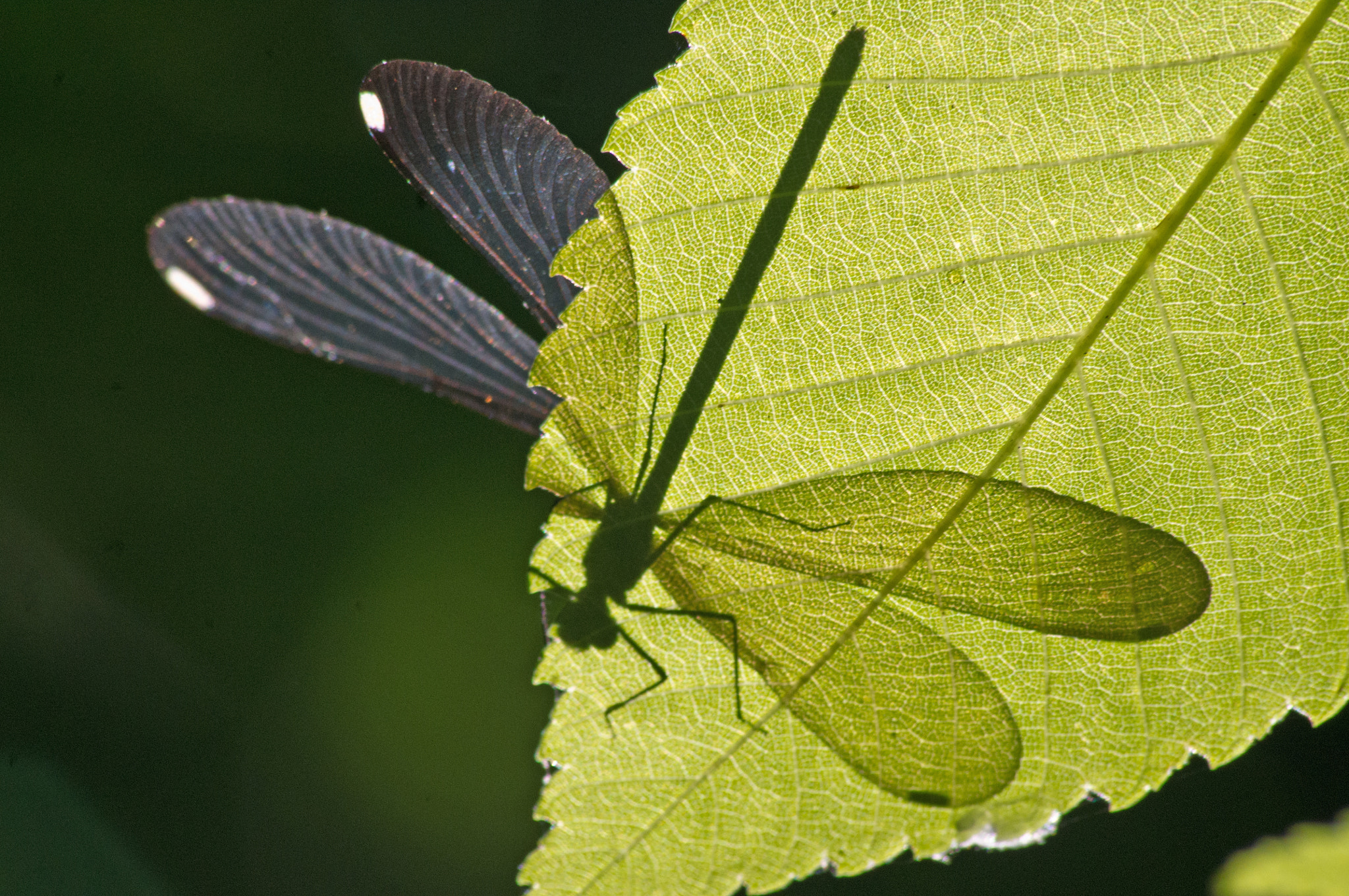 Pentax K-x sample photo. Ready to fly photography