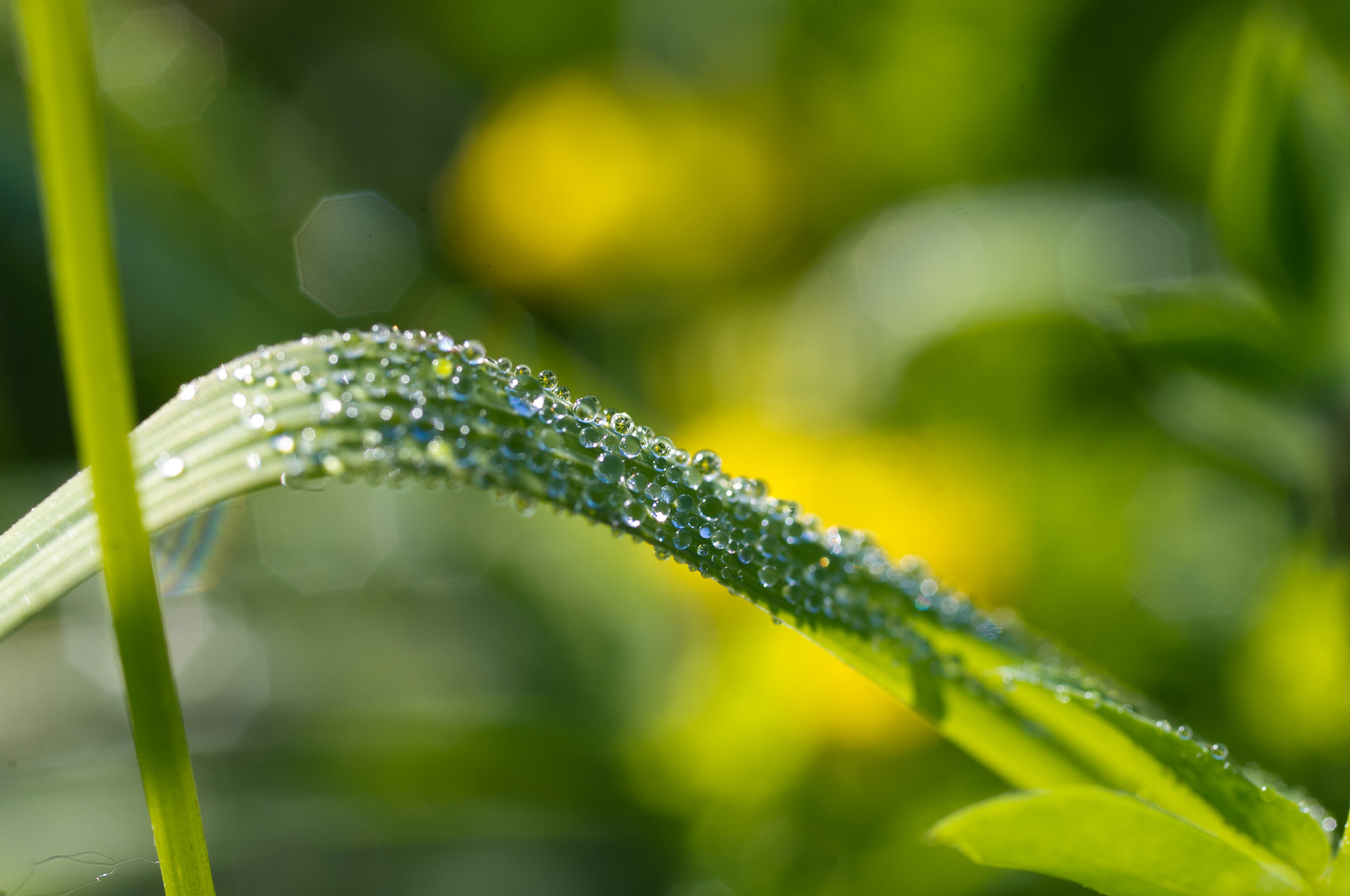 Pentax K-x + Pentax smc D-FA 50mm F2.8 Macro sample photo. Dew photography