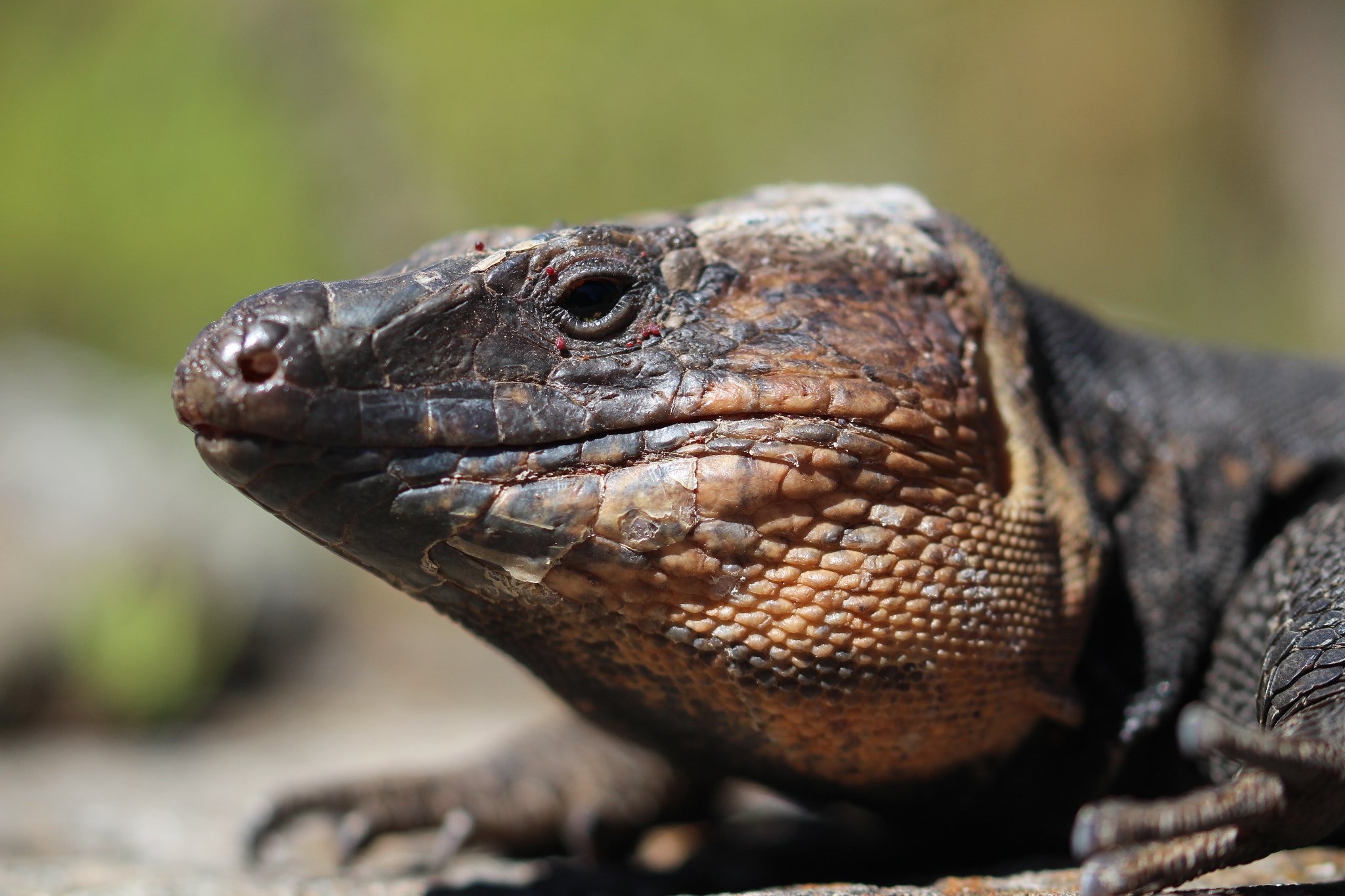 Sigma 105mm F2.8 EX DG OS HSM sample photo. The good side photography
