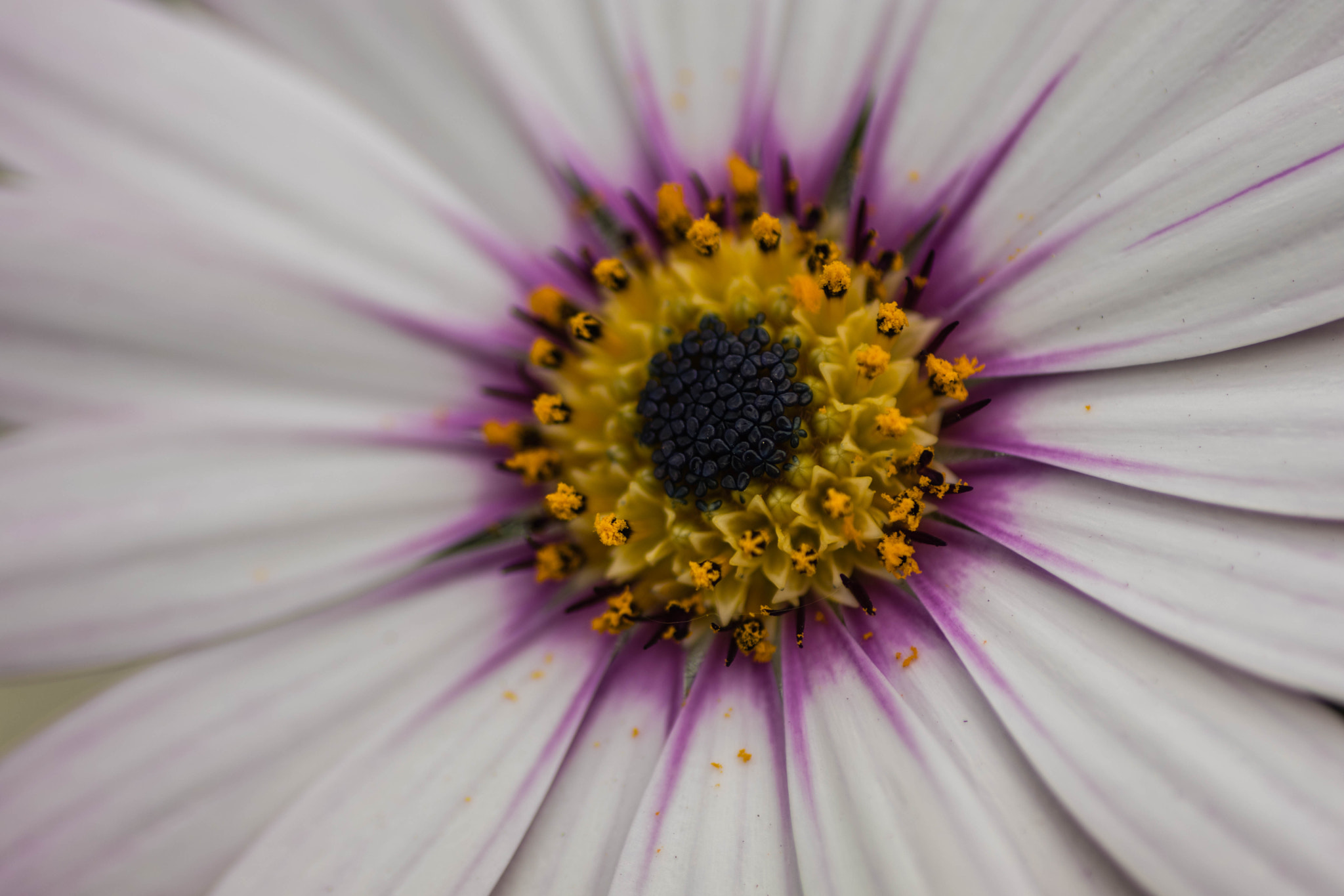 Tamron SP AF 90mm F2.8 Di Macro sample photo. Camomile photography