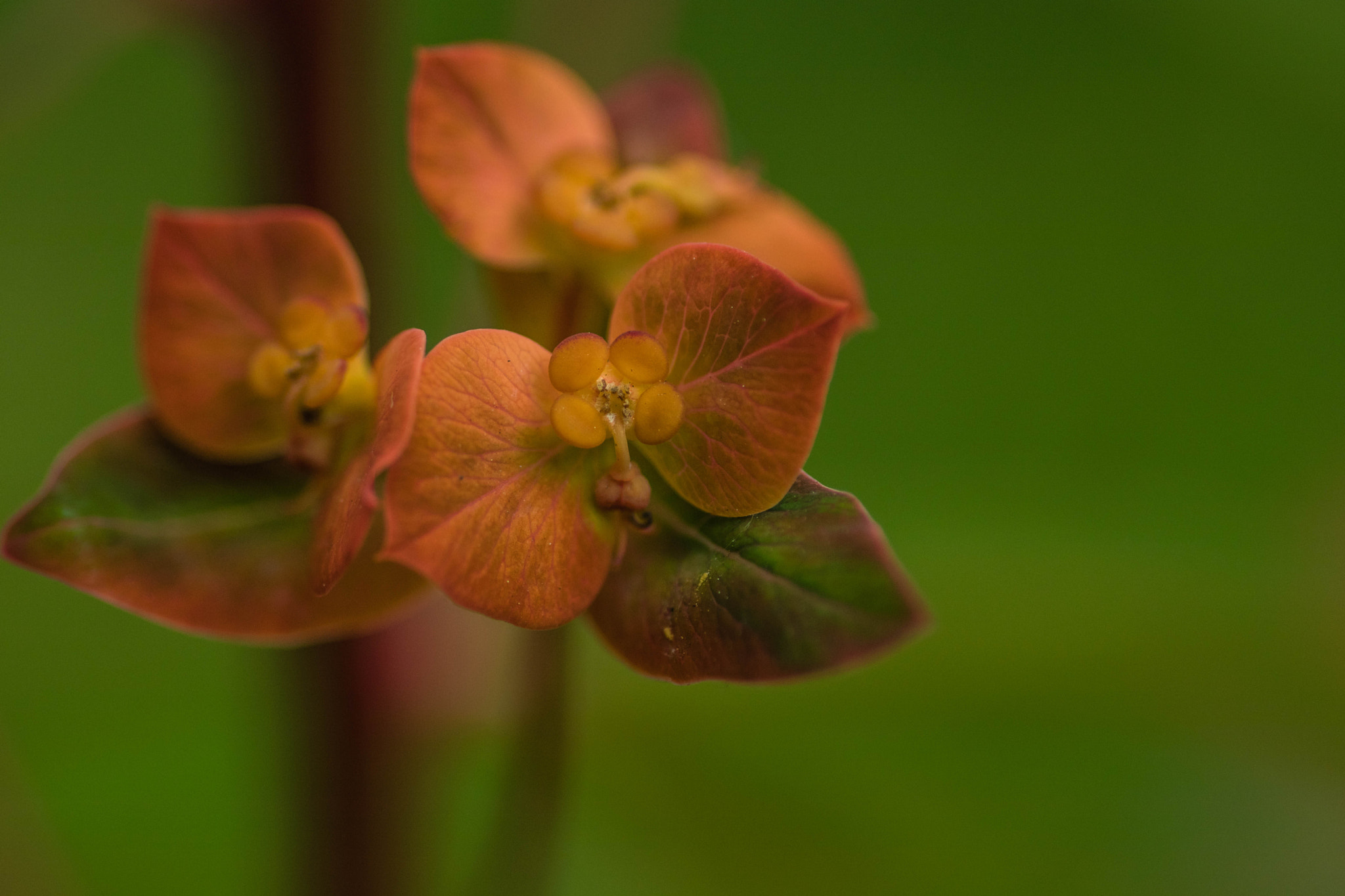 Canon EOS 80D + Tamron SP AF 90mm F2.8 Di Macro sample photo. Flower photography