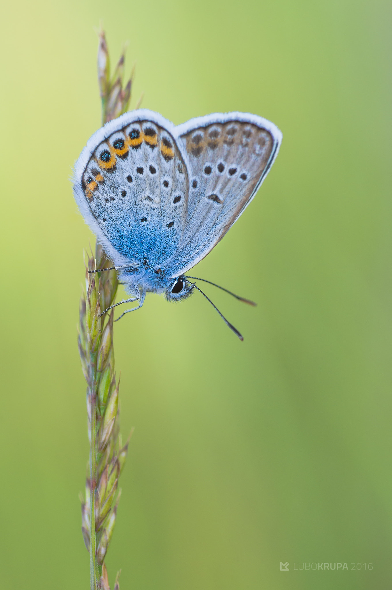 Pentax K-r + Tamron SP AF 90mm F2.8 Di Macro sample photo. Plebejus argus photography