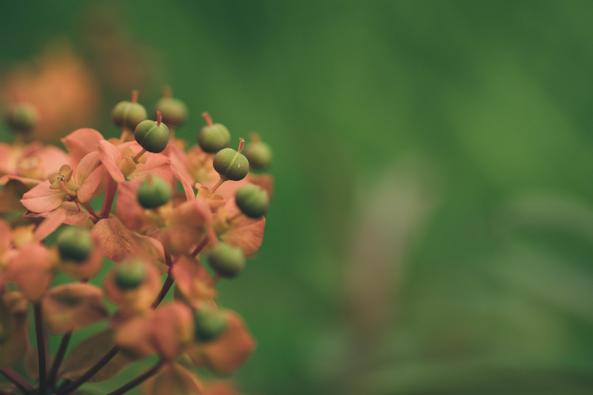 Canon EOS 80D + Tamron SP AF 90mm F2.8 Di Macro sample photo. Flowers photography