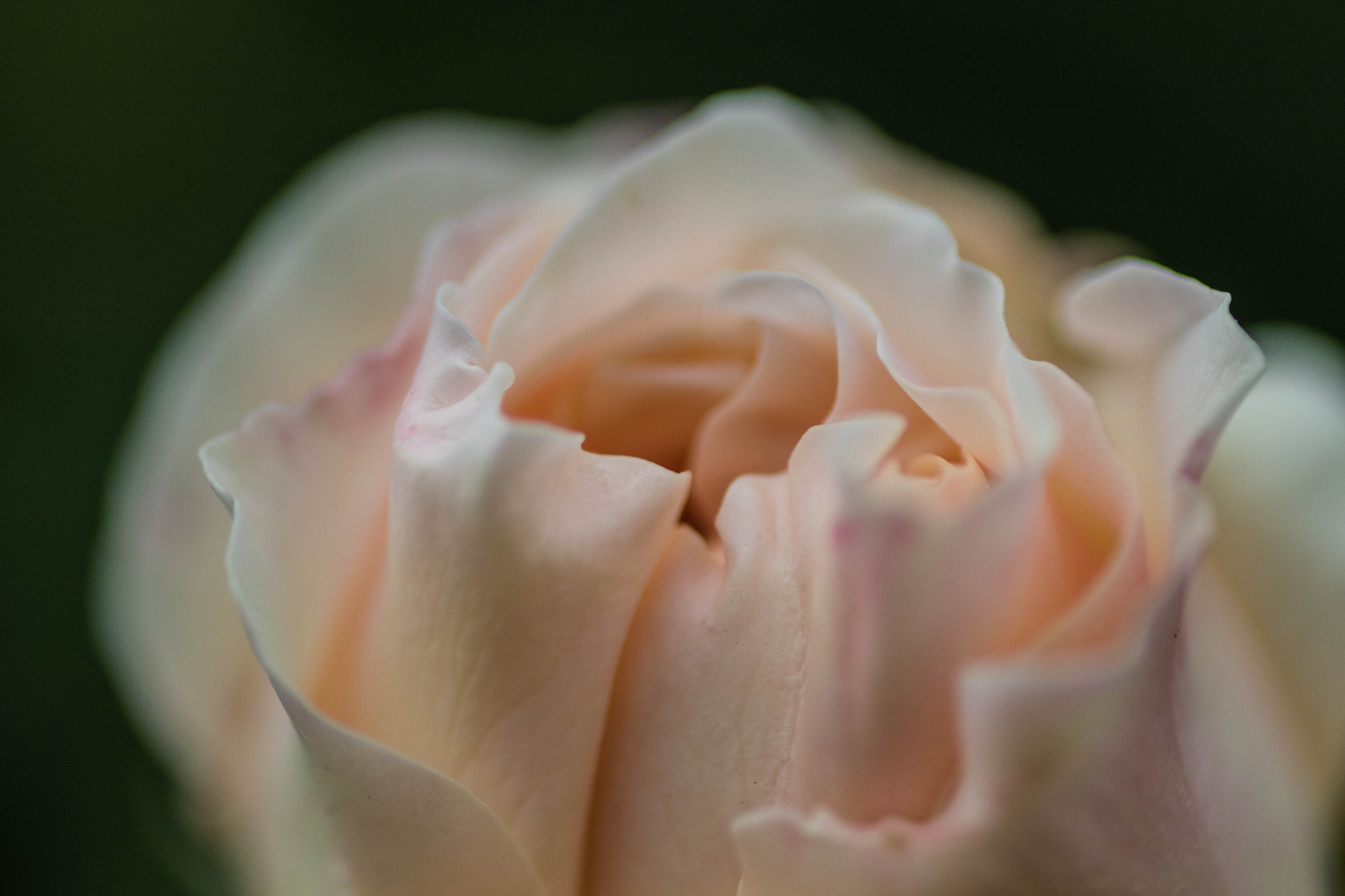 Canon EOS 80D + Tamron SP AF 90mm F2.8 Di Macro sample photo. Rose photography