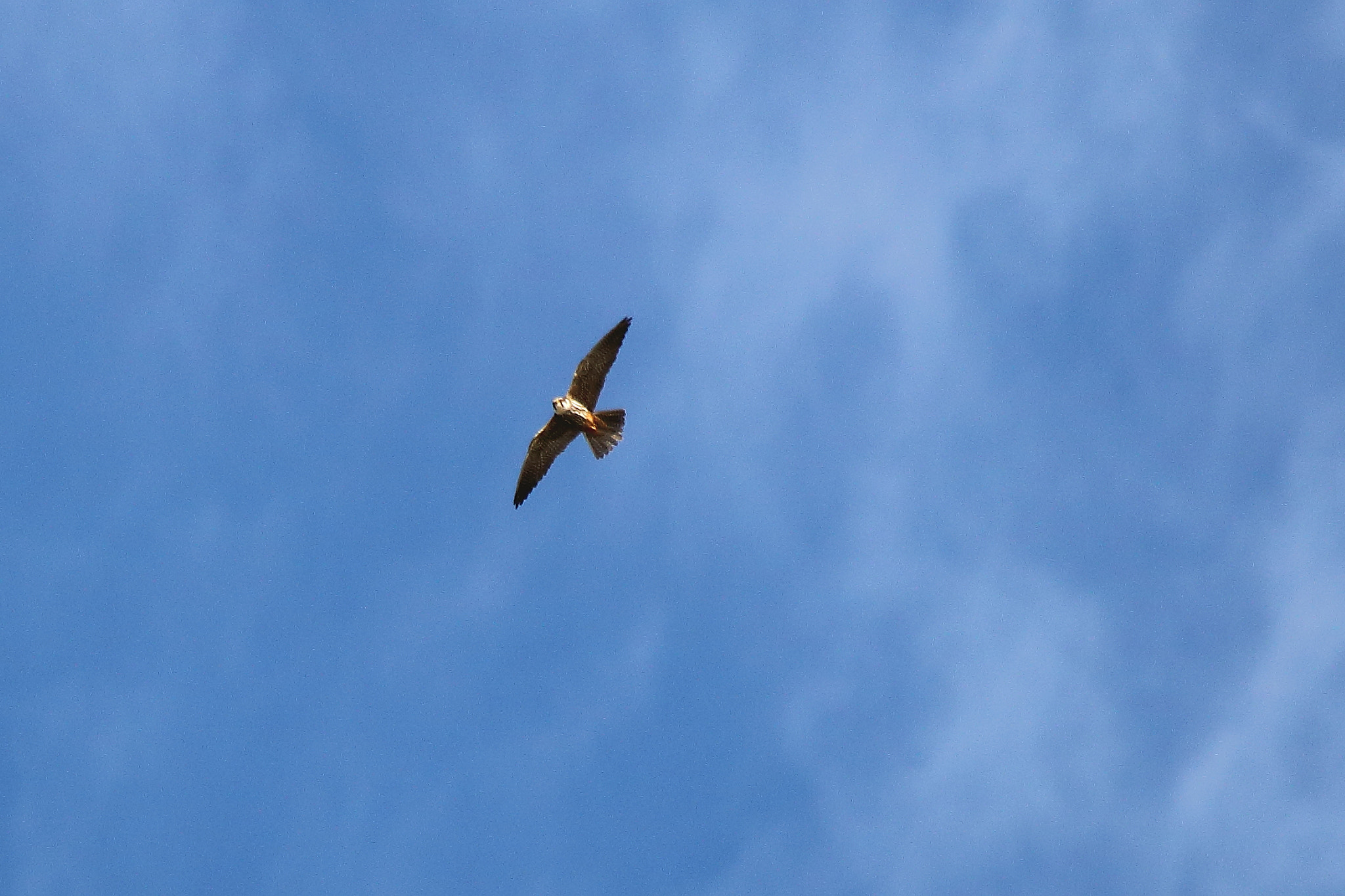 Sigma 150-500mm F5-6.3 DG OS HSM sample photo. Falco subbuteo 2 photography
