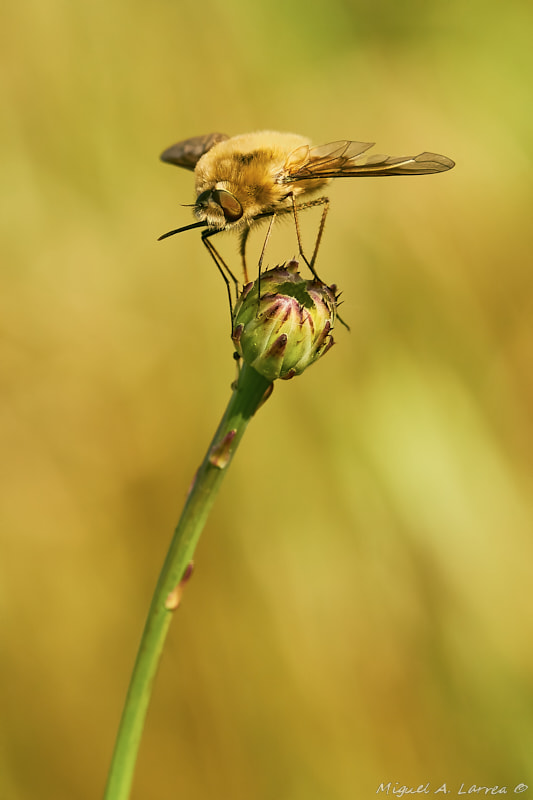 Sony ILCA-77M2 sample photo. Bombylius major photography