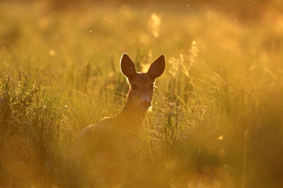 Canon 150-600mm F5-6.3 DG OS HSM | Contemporary 015 sample photo. Roe deer in backlight. photography