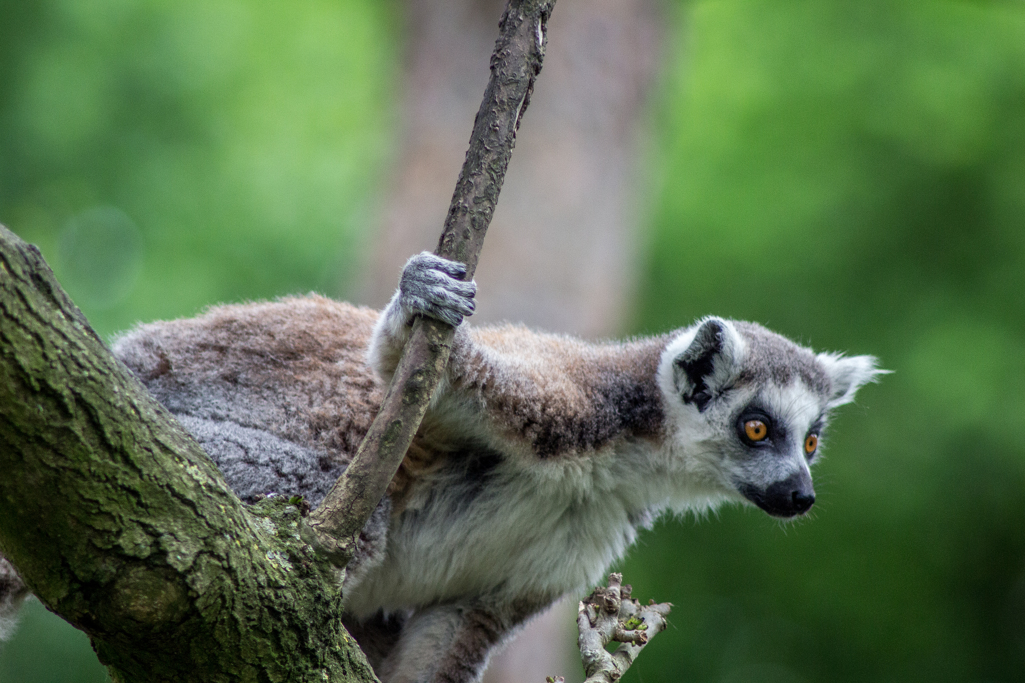 Canon EOS M sample photo. Lemur photography