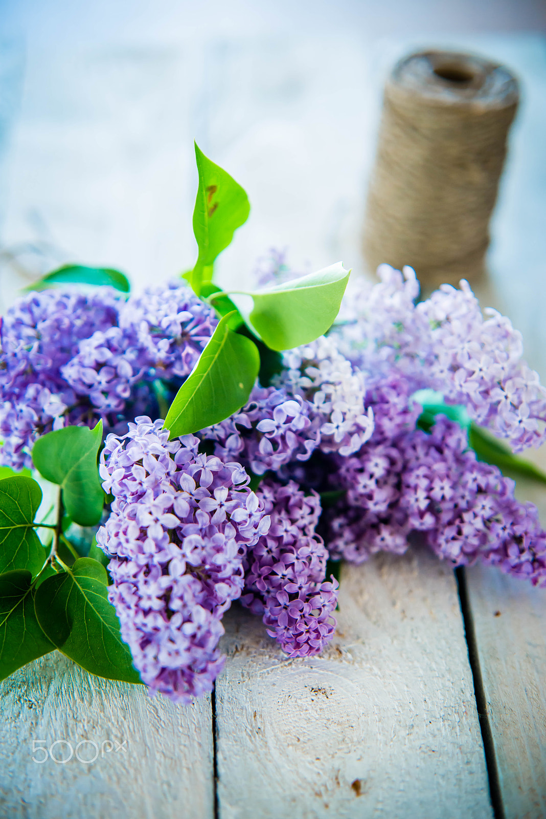 Sigma 70-200mm F2.8 EX DG Macro HSM II sample photo. Lilac photography
