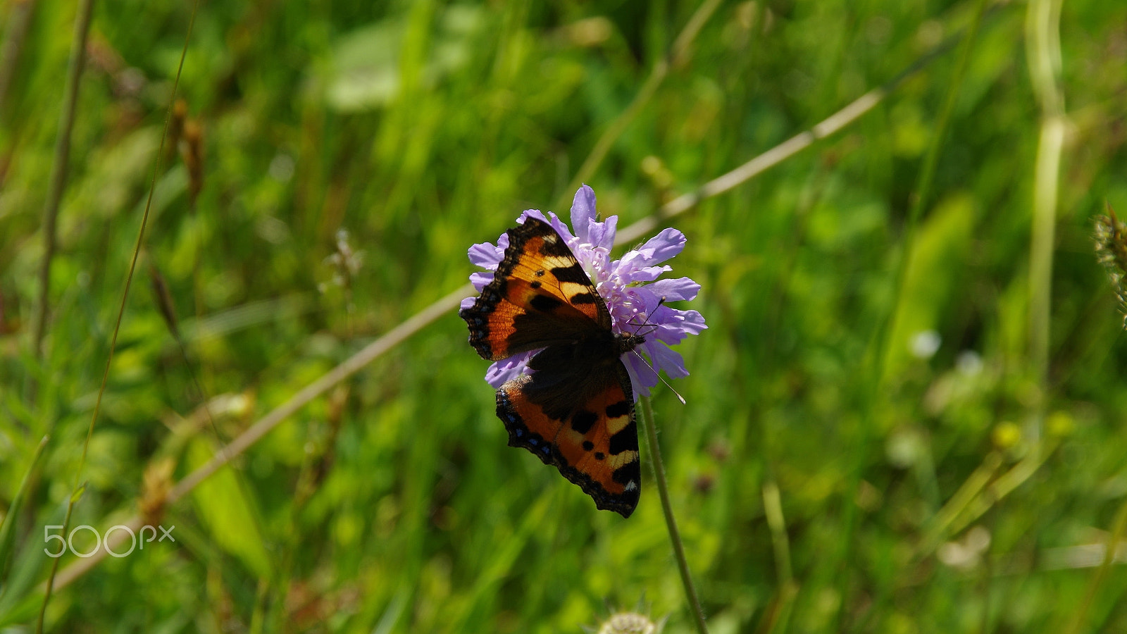 Pentax K-50 + Sigma 50-200mm F4-5.6 DC OS HSM sample photo. Butterfly photography