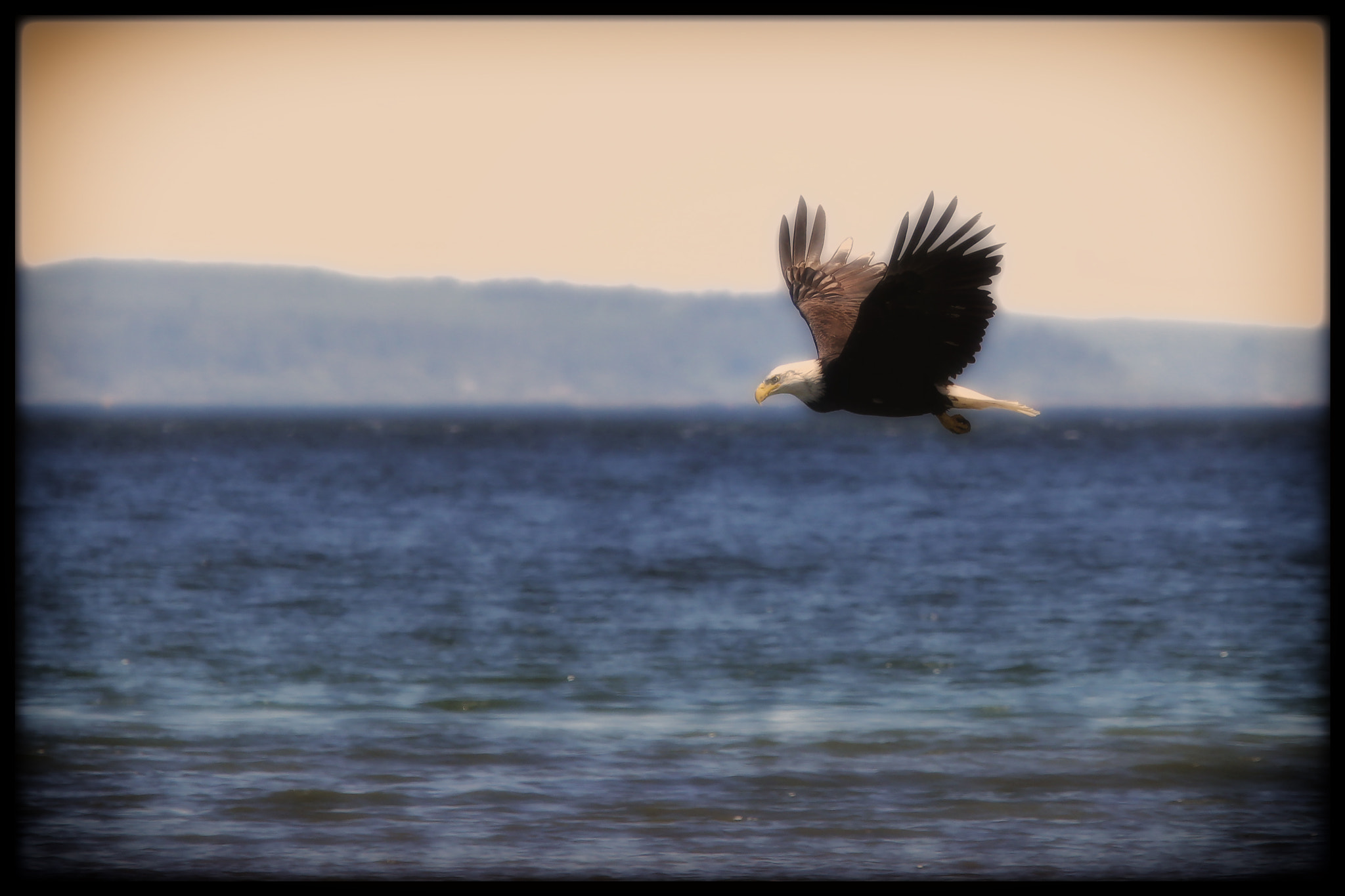Canon EF 70-200mm F2.8L USM sample photo. Bald eagle photography