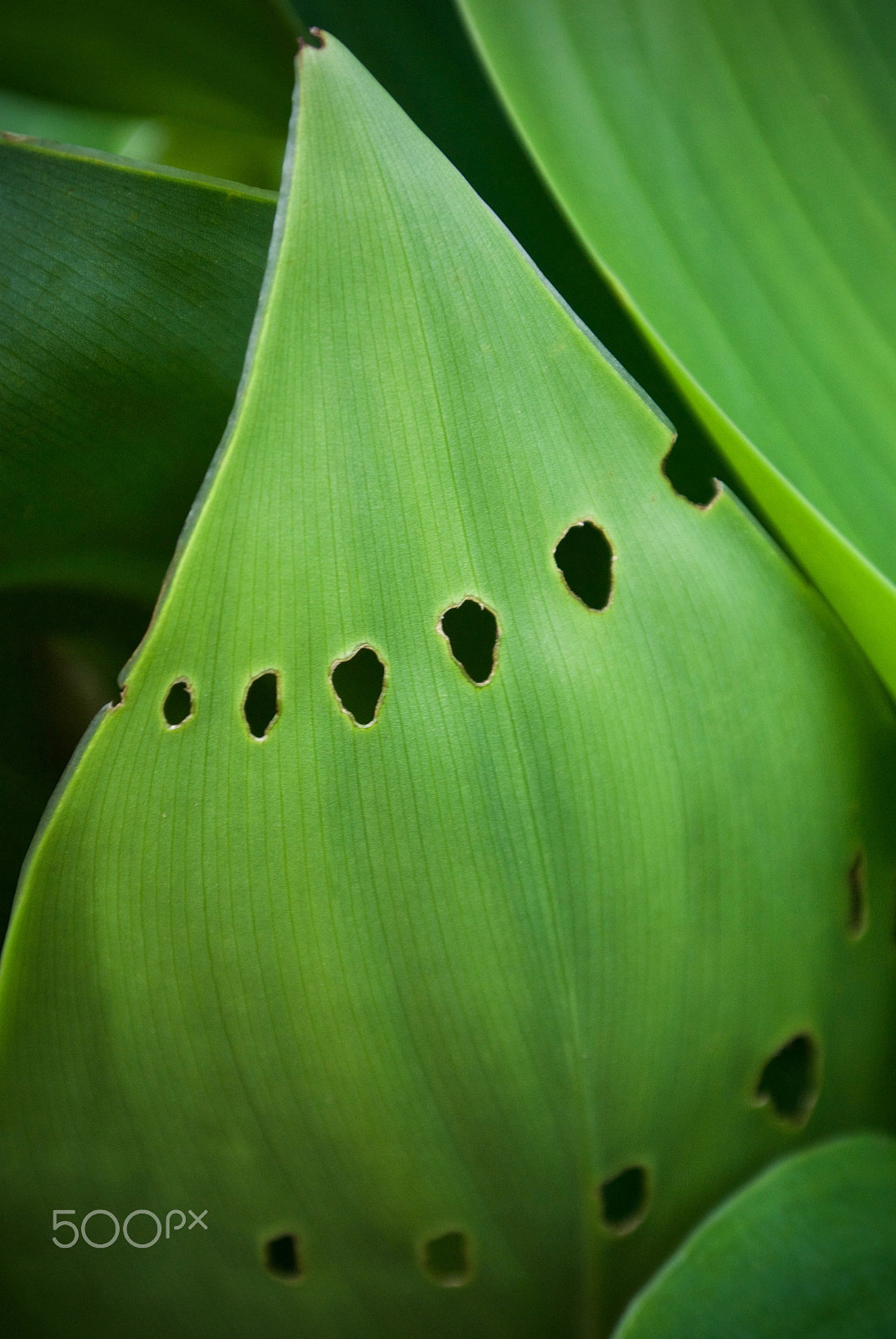 Nikon 1 J2 sample photo. Nature's patterns photography