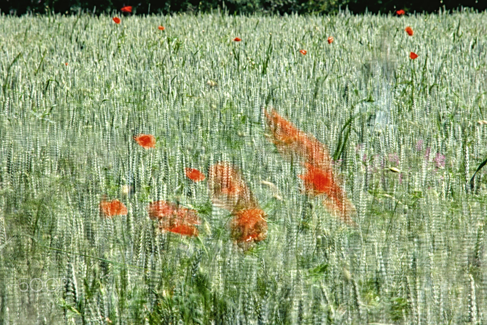 Canon EF-S 55-250mm F4-5.6 IS STM sample photo. When wind is blowing over field photography