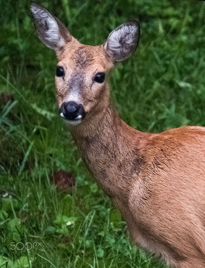 Fujifilm X-Pro2 + XF100-400mmF4.5-5.6 R LM OIS WR + 1.4x sample photo. Deer close up photography