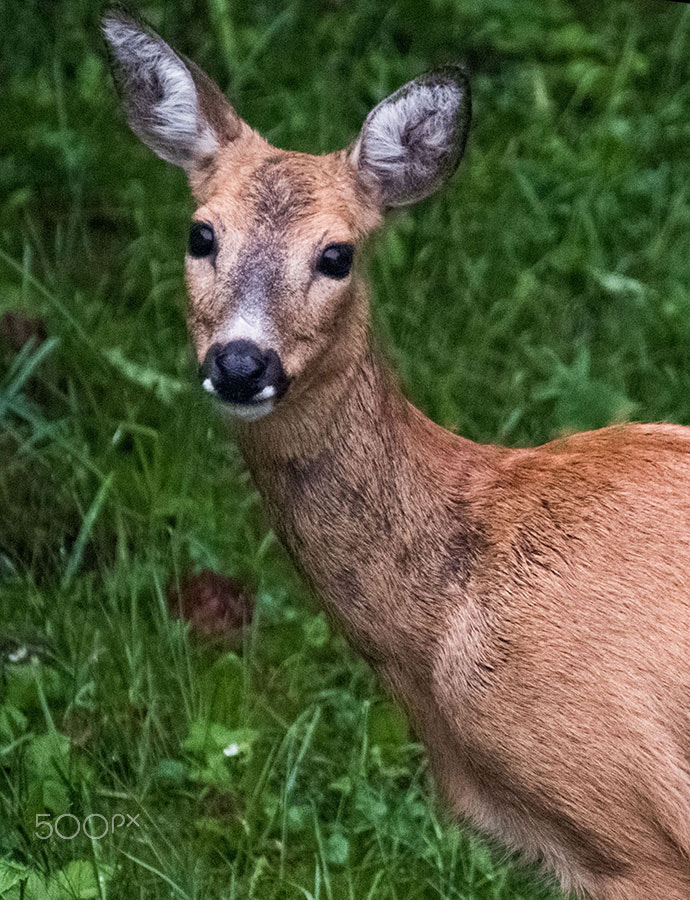 XF100-400mmF4.5-5.6 R LM OIS WR + 1.4x sample photo. Deer close up photography