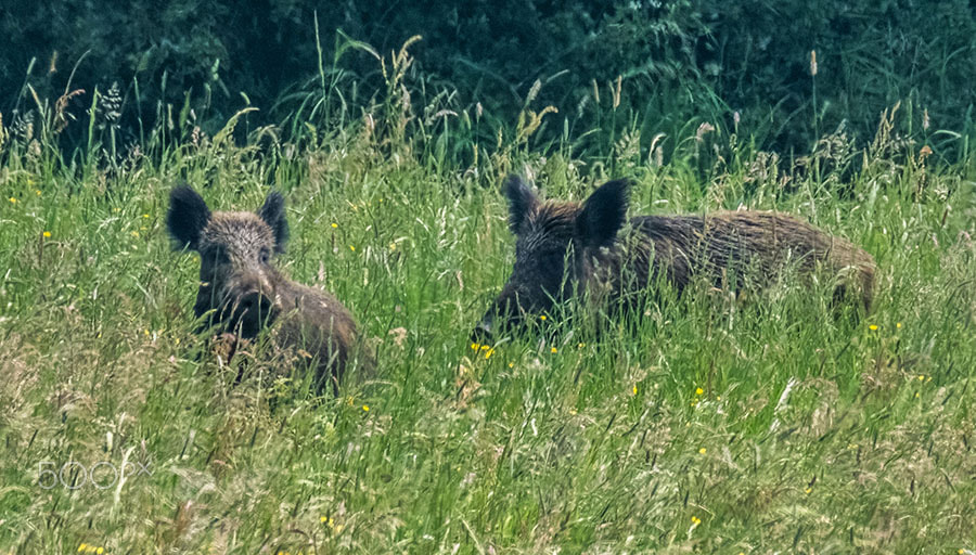 XF100-400mmF4.5-5.6 R LM OIS WR + 1.4x sample photo. Wild, wild pigs photography