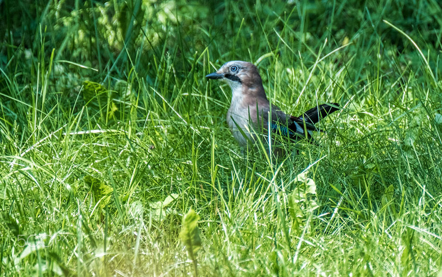 XF100-400mmF4.5-5.6 R LM OIS WR + 1.4x sample photo. Eichelhärer photography