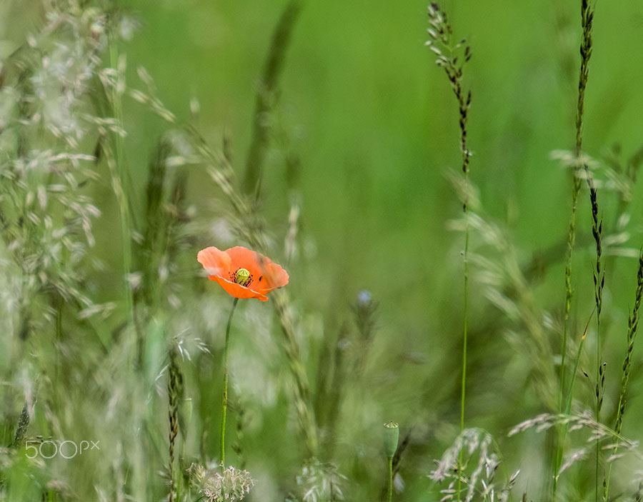 XF100-400mmF4.5-5.6 R LM OIS WR + 1.4x sample photo. Flower photography