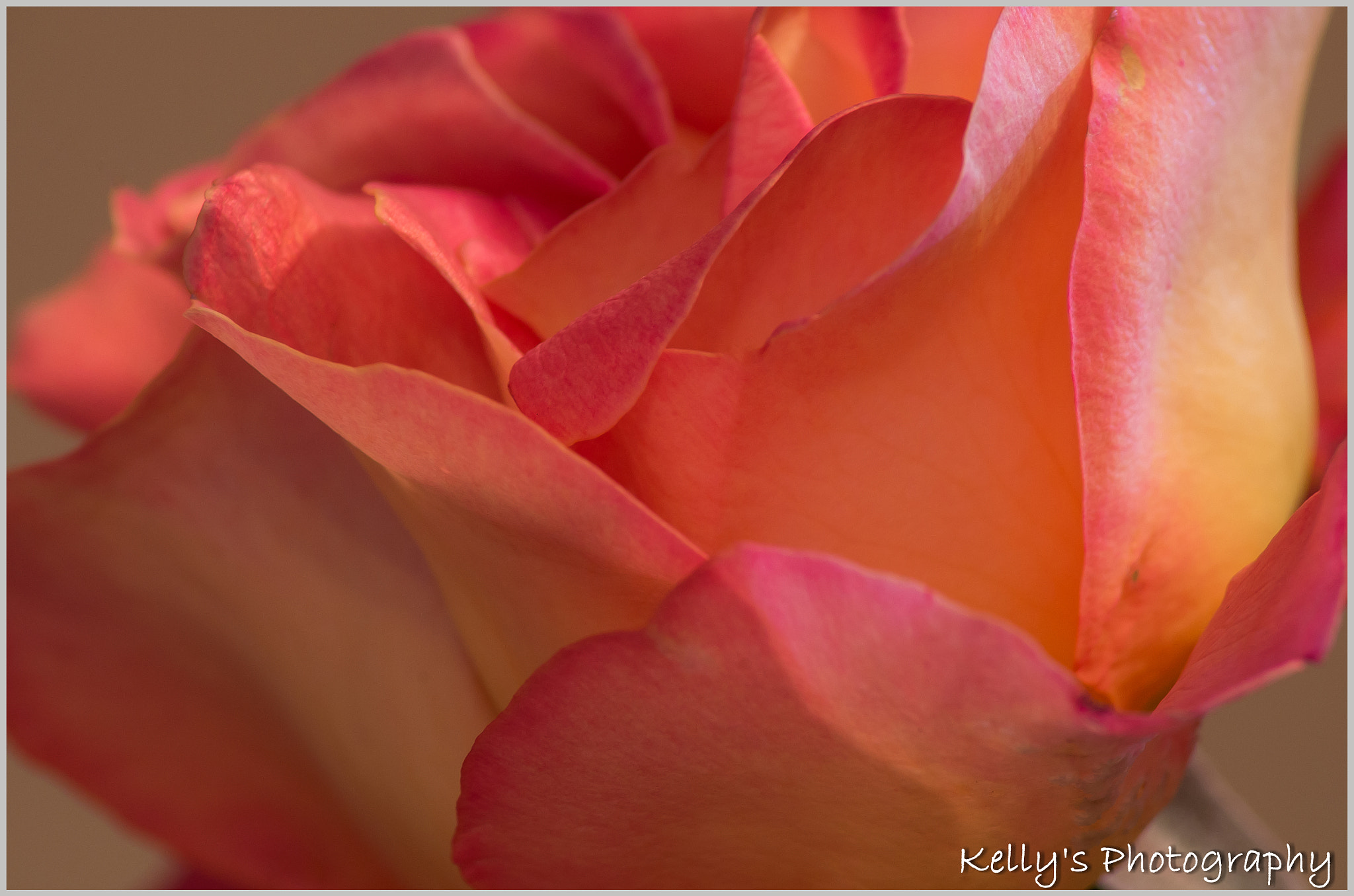 Tamron AF 70-300mm F4-5.6 Di LD Macro sample photo. A rose  photography