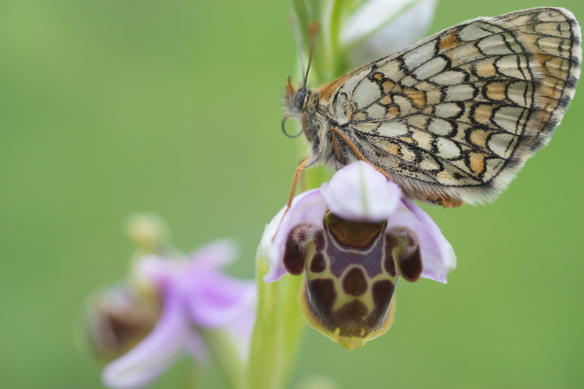Sony a7 II sample photo. Butterfly over orchid photography