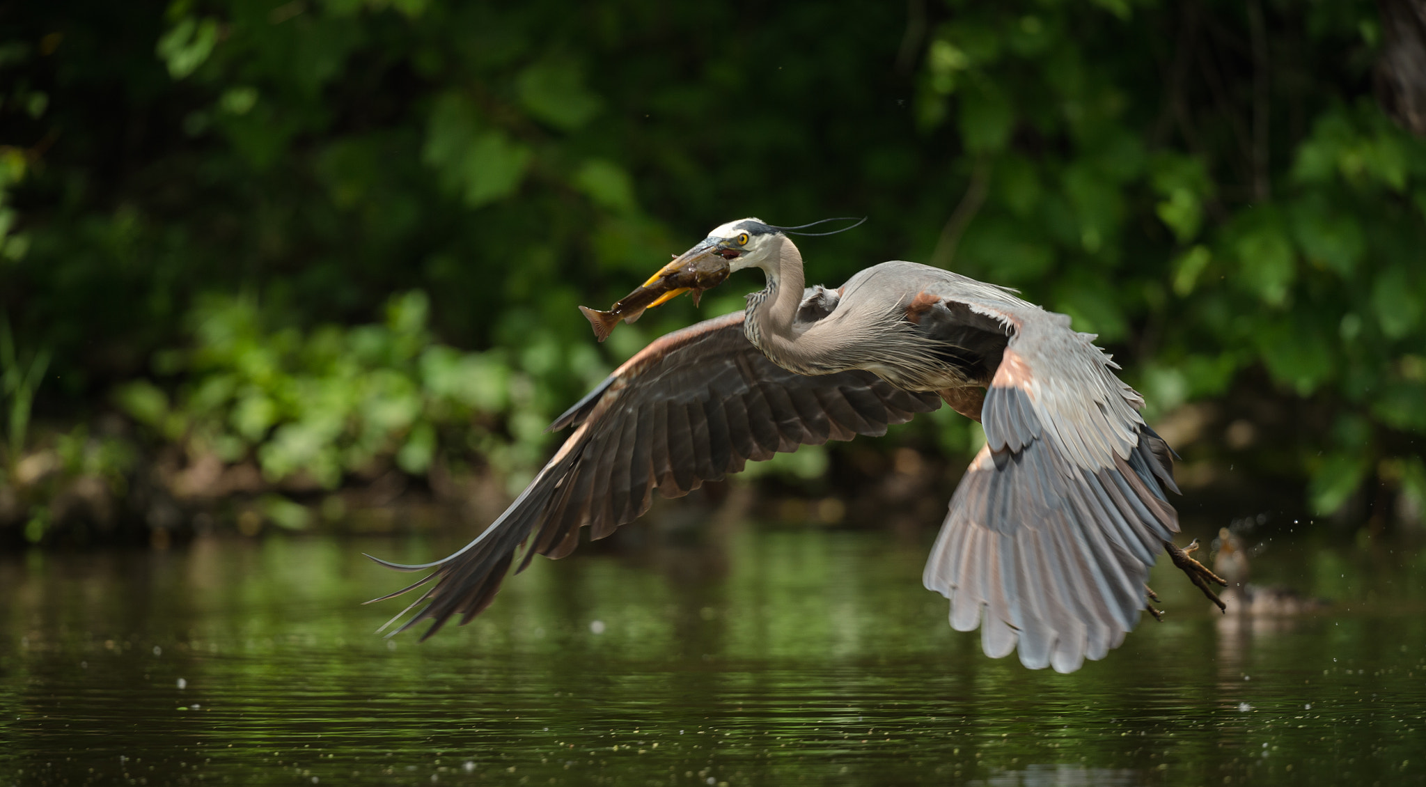 Nikon D4S + Nikon AF-S Nikkor 500mm F4G ED VR sample photo