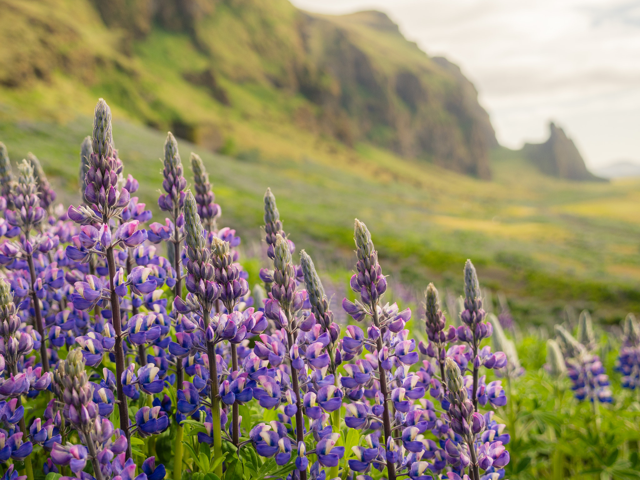 Panasonic Lumix G X Vario 12-35mm F2.8 ASPH Power OIS sample photo. Lupins photography