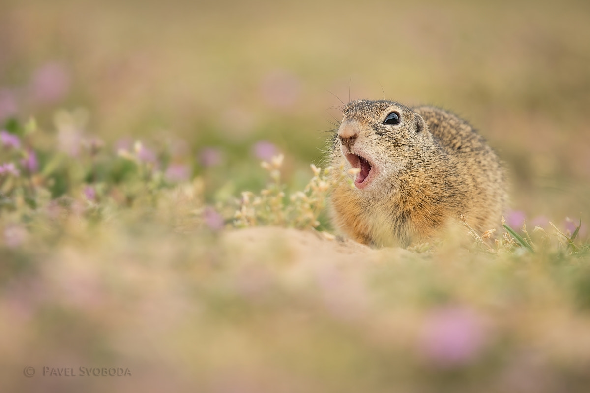 Nikon Nikkor AF-S 300mm F4E PF ED VR sample photo. Ground squirrel photography
