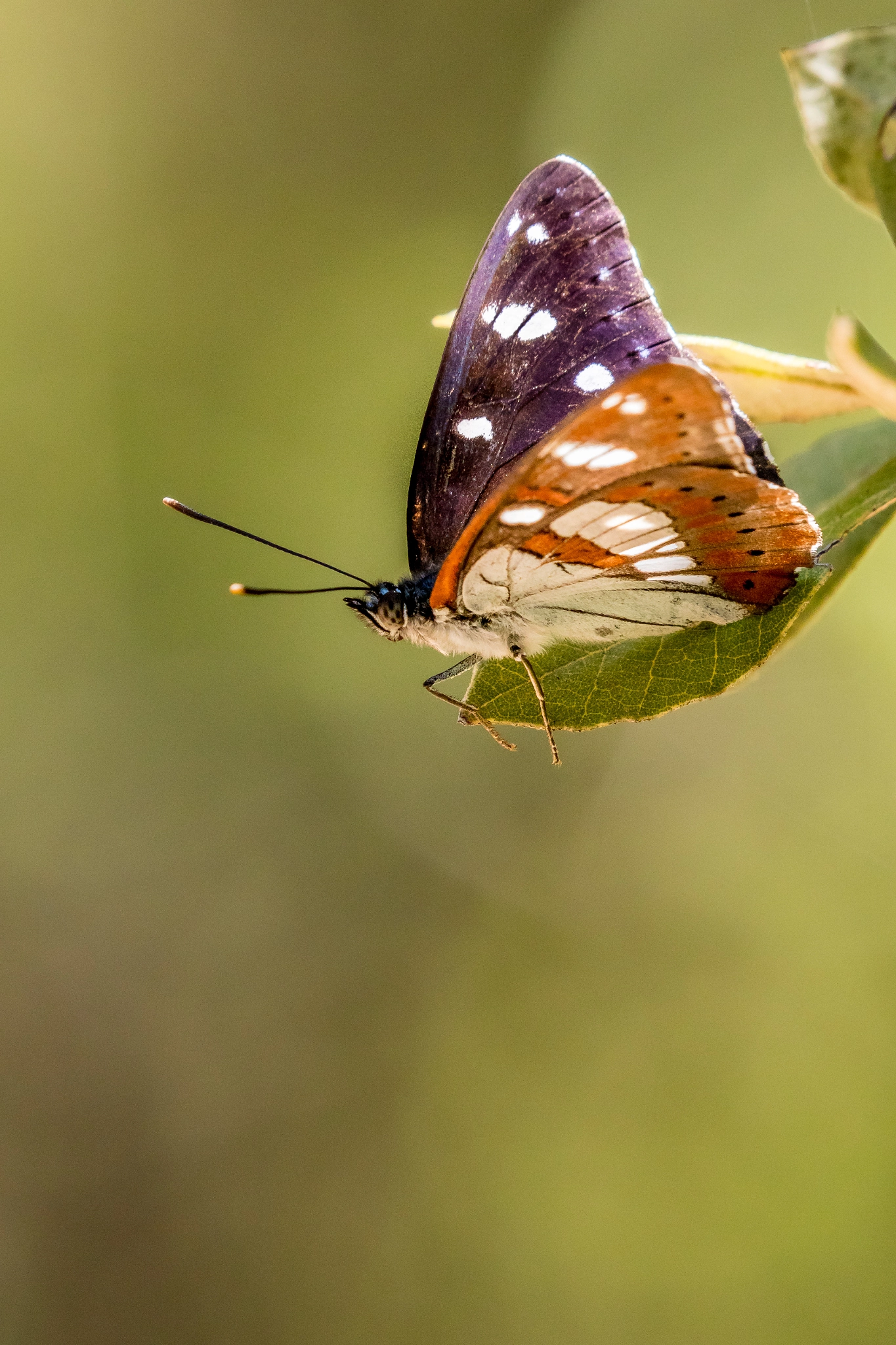 Canon EF 100-400mm F4.5-5.6L IS II USM sample photo. Sylvain azuré (2) photography