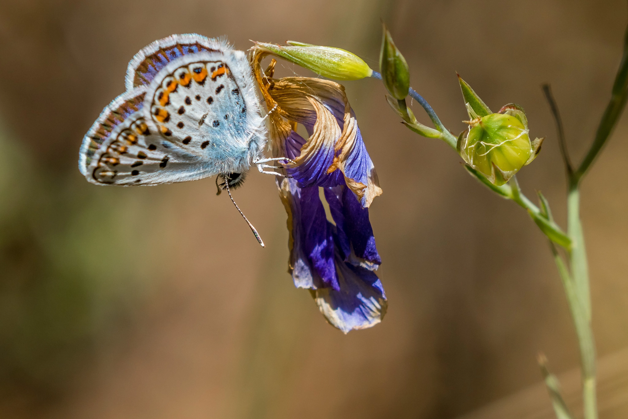 Canon EF 100-400mm F4.5-5.6L IS II USM sample photo. Argus bleu photography