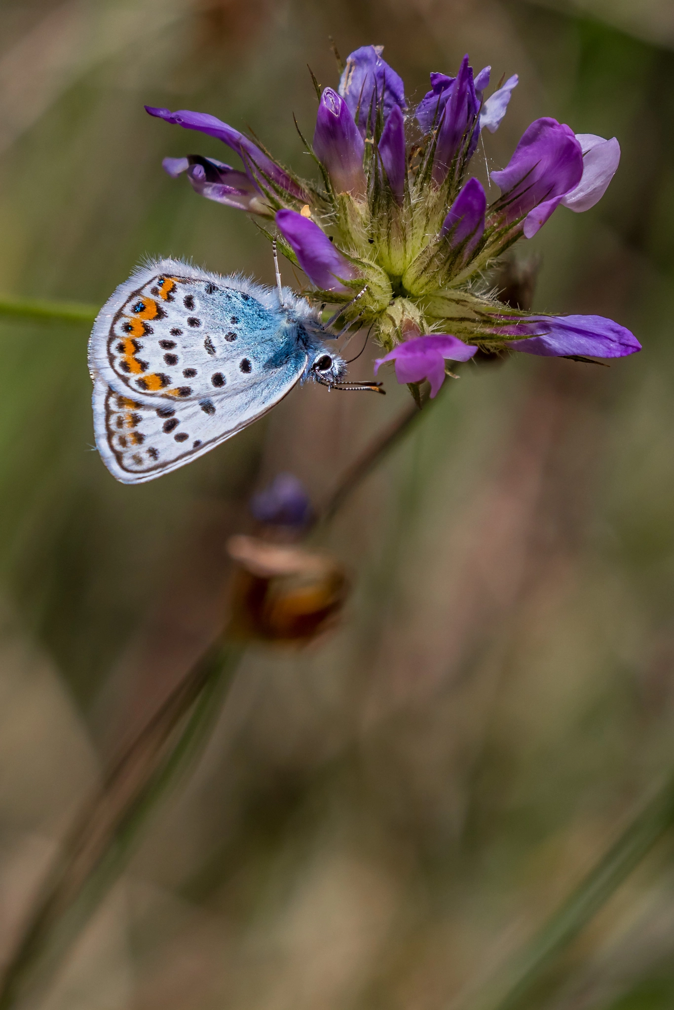 Canon EOS 80D + Canon EF 100-400mm F4.5-5.6L IS II USM sample photo. Argus bleu (2) photography