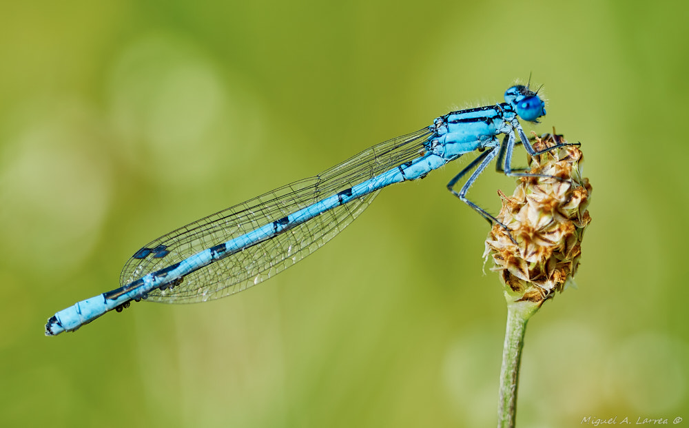 Sony ILCA-77M2 sample photo. Enallagma cyathigerum photography