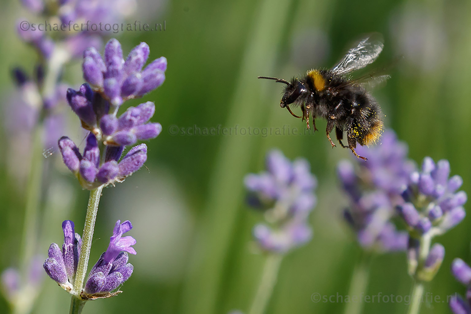 Canon EF 100-400mm F4.5-5.6L IS II USM sample photo. Bumblebee photography