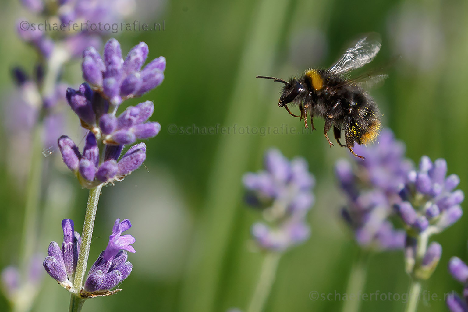 Canon EOS-1D X + Canon EF 100-400mm F4.5-5.6L IS II USM sample photo. Bumblebee photography