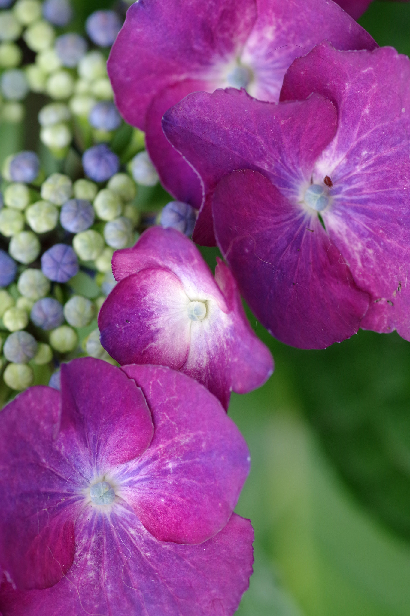 Pentax smc D-FA 100mm F2.8 Macro WR sample photo. Hydrangea (アジサイ) photography
