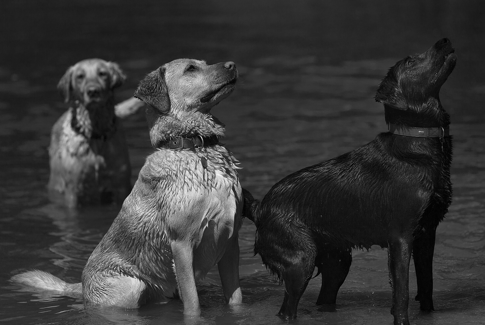 Canon EOS-1Ds Mark II sample photo. World of black and white photography