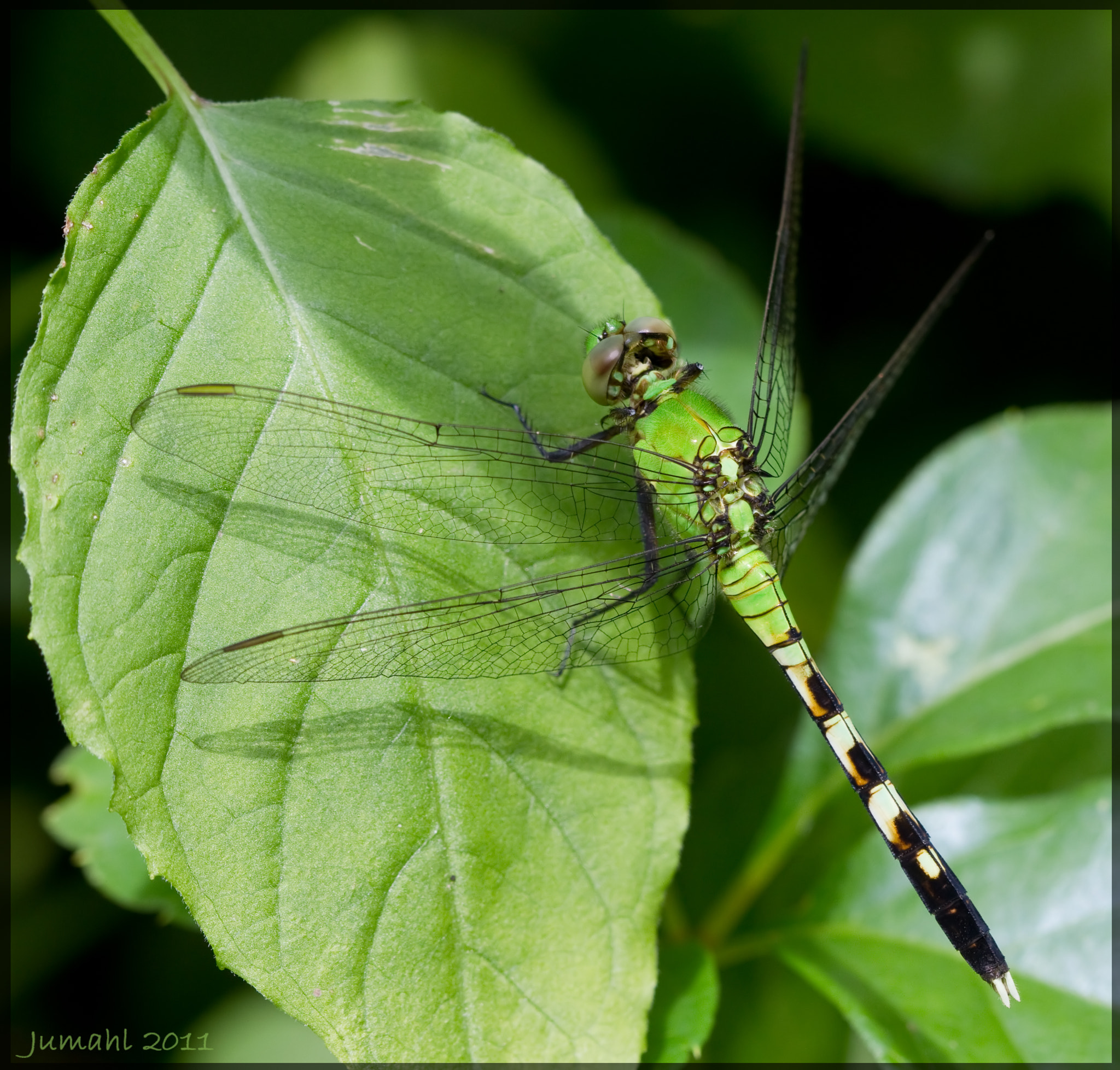 Canon EOS 7D + Canon EF 100mm F2.8 Macro USM sample photo. Closeup photography